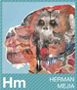 Hermann Mejia